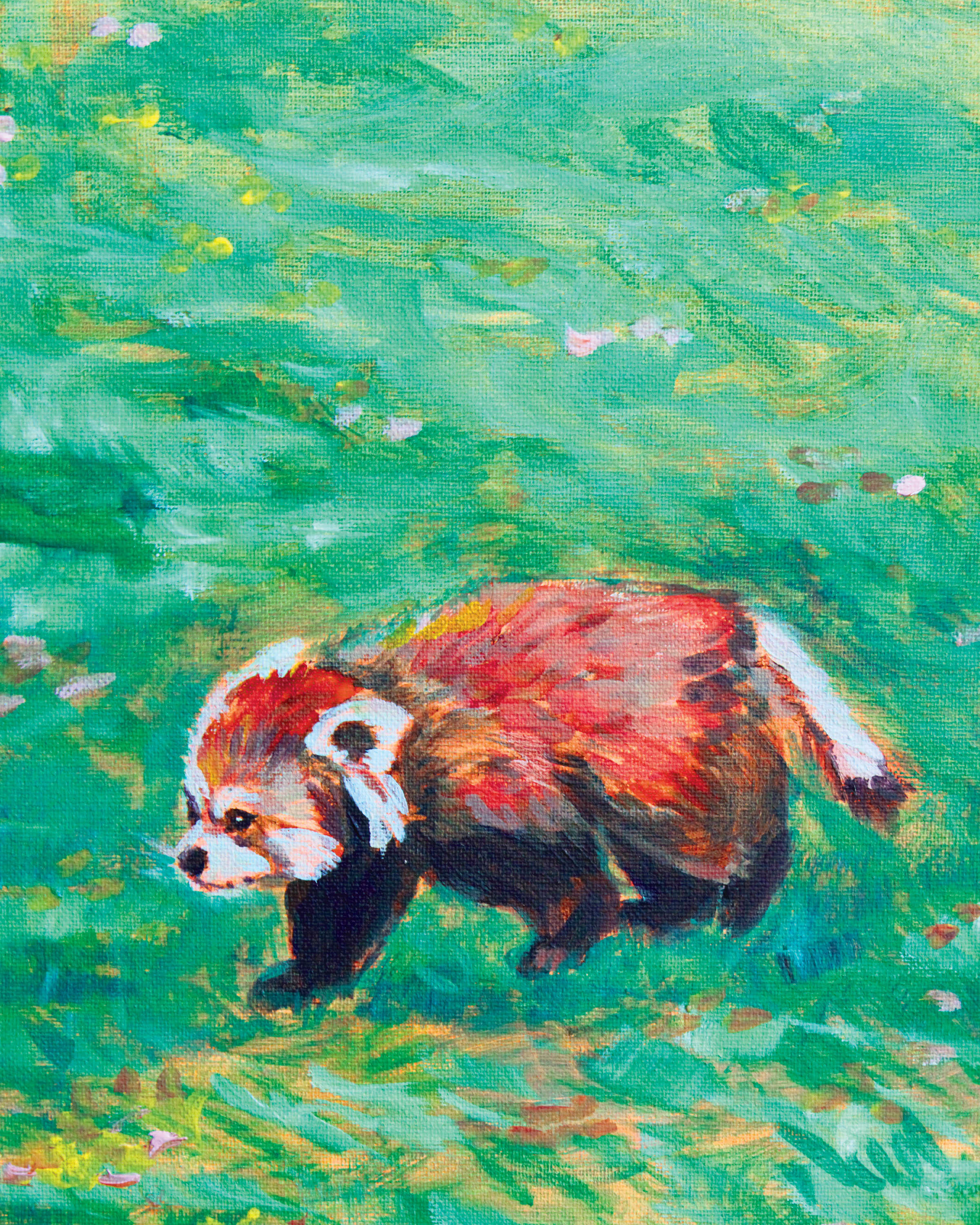 Red Panda - One of the Houston Zoo red pandas walking in a field, Acrylic